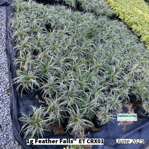 June 2025 1g Feather Falls Group for Website